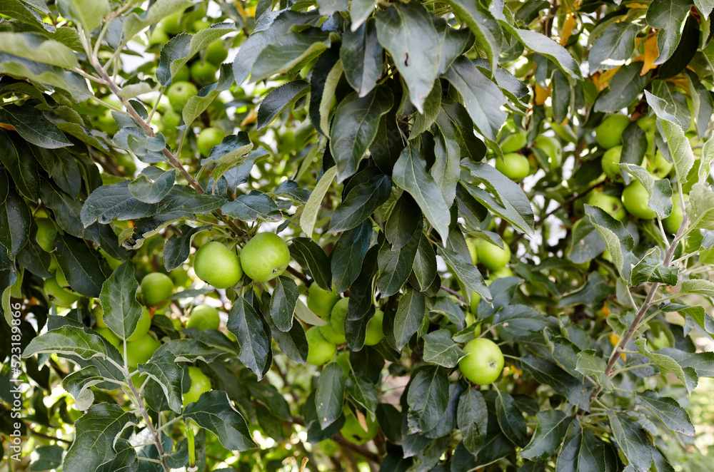 Ripe apples on a tree in a garden. Organic apples hanging from a tree branch in an apple orchard Ripe apples on a tree in a garden. Organic apples hanging from a tree branch in an apple orchard