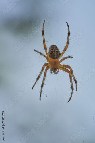 A spider with cross on the back sitting in its web