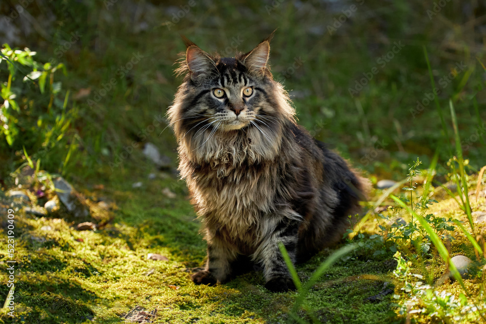 The cat looks to the side and sits on a green lawn in bushes and thickets. Portrait of a fluffy maine coon cat in nature, close up.