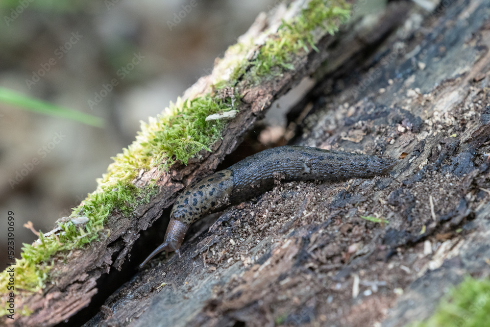 Fototapeta premium Leopard slug (Limax maximus)