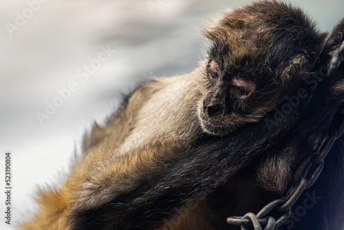 Fotografi Small spider monkey resting in exhibit at a zoo.