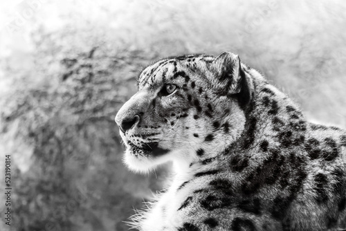 Close-up photo of a snow leopard sitting in an exhibit at a zoo. photo