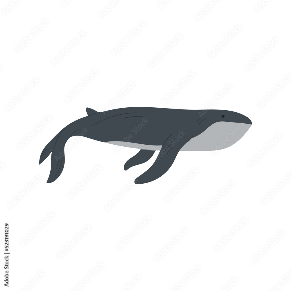 Fototapeta premium Whale illustration. Aquatic animal illustration.