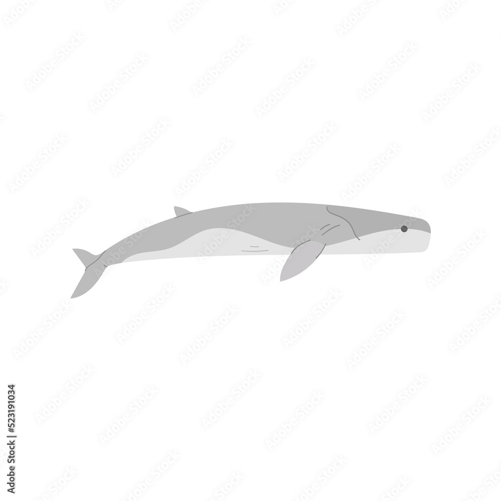 Fototapeta premium Whale illustration. Aquatic animal illustration.