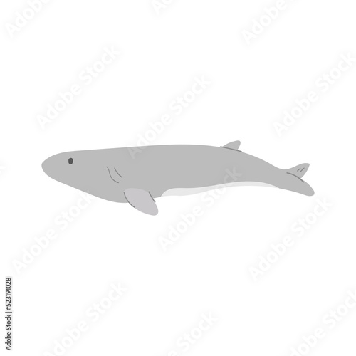 Whale illustration. Aquatic animal illustration.