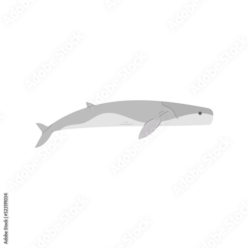 Whale illustration. Aquatic animal illustration.