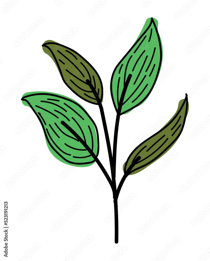 branch with leafs plant branch with leafs plant