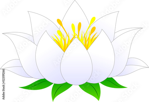 white water lily flower with green leaves