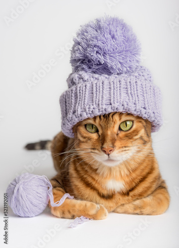 Fototapeta Naklejka Na Ścianę i Meble -  Bengal cat in a hat with a ball of thread on a white background.