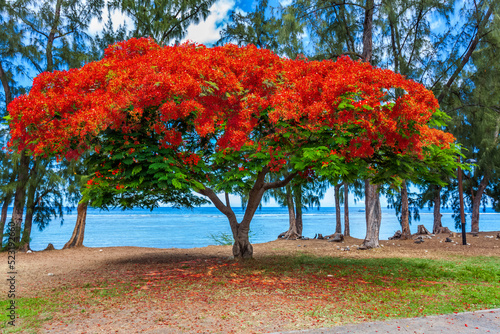 Foto Flamboyant fleuri sur plage de Saint-Leu, île de la Réunion