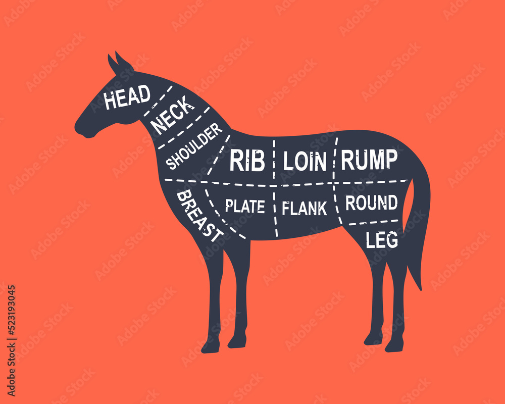 Horse diagram cuts. Butcher scheme poster. Cuts of horse meat. Meat diagram scheme illustration
