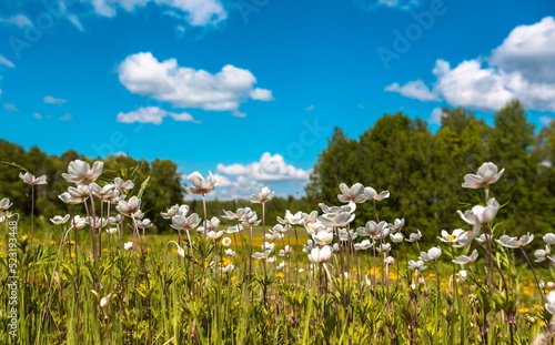 Beautiful green meadow with white flowers and trees