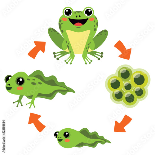 The Life Cycle Of Frog