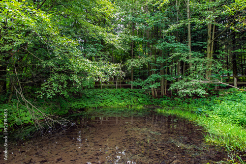 Pond Surrounded by Plants at Daytime