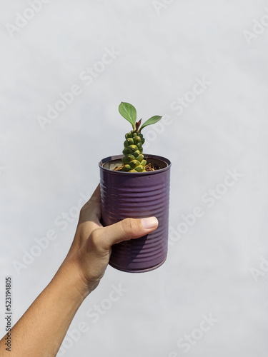 Euphorbia Ritchiei grows in a small recycled pot