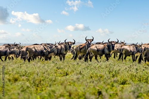 Fototapeta Naklejka Na Ścianę i Meble -  Herd of black-tailed wildebeest on migration in the African savannah