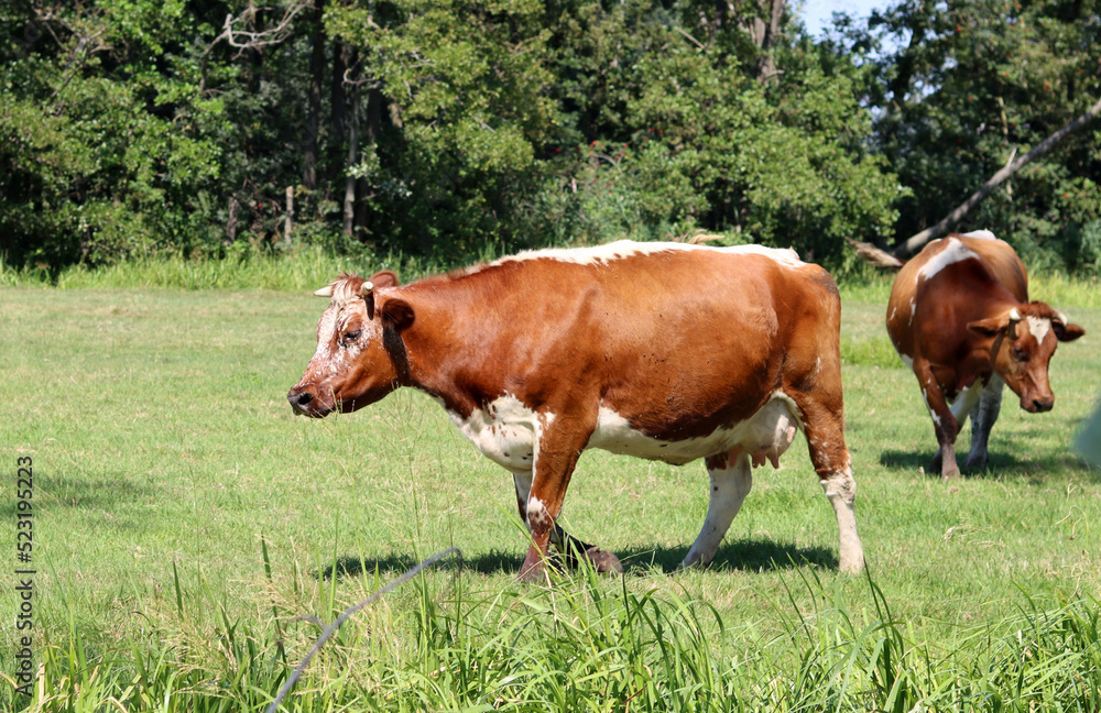 Dutch countryside living. Beautiful cows on green field. Dairy farm animals walking grazing outside. Dutch countryside living. Beautiful cows on green field. Dairy farm animals walking grazing outside.