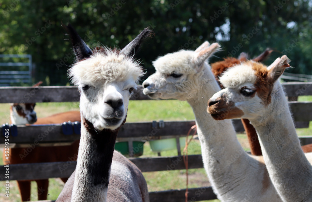Alpacas on farm. Beautiful domestic animals on farm. Summer day on a country side. Fluffy alpacas close up portrait. 