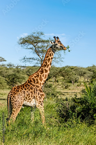 Giraffe and her baby in a beautiful landscape of the African savannah