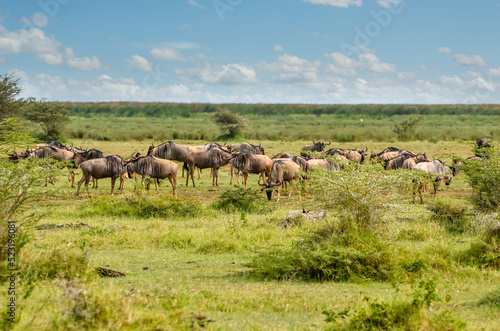 Herd of black-tailed wildebeest on migration in the African savannah © Image'in