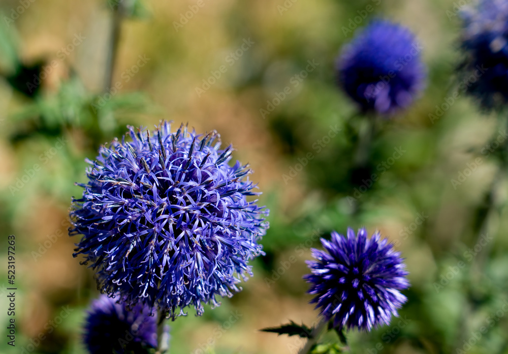 detailed close-up of Echinops bannaticus Blue Globe detailed close-up of Echinops bannaticus Blue Globe