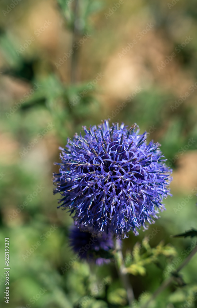 detailed close-up of Echinops bannaticus Blue Globe detailed close-up of Echinops bannaticus Blue Globe