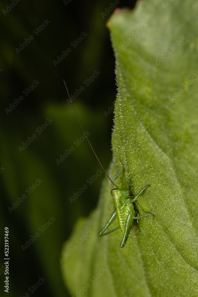 Great green bush-cricket (Tettigonia viridissima) in wild nature Great green bush-cricket (Tettigonia viridissima) in wild nature