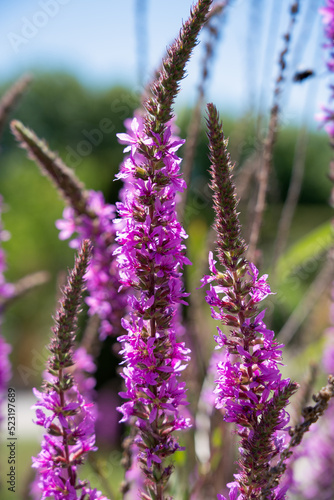 detailed close-up of Purple loosestrife  Lythrum salacaria 