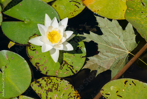 Detailed close-up of a White water-lily (nymphaea alba)
