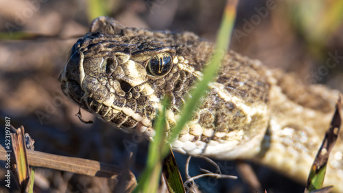 Closeup of a wild rattlesnake hunting in the grass. Back lighting.