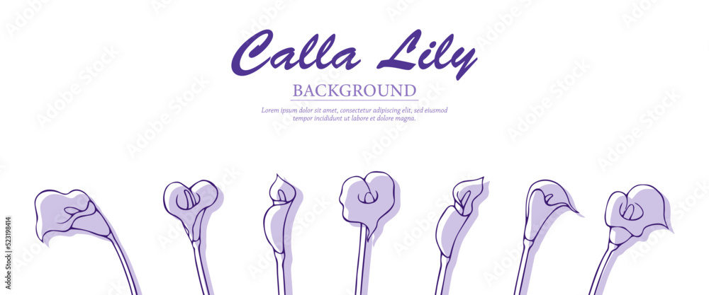 Simple purple background with calla lilies Simple purple background with calla lilies