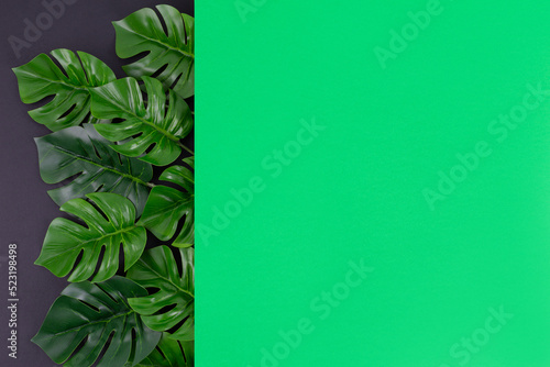 green leaves of monstera on dark background. Foliage backdrop with copyspace. Botanical composition, eco product presentation idea. Natural leafage, frondage. Border with floral design elements