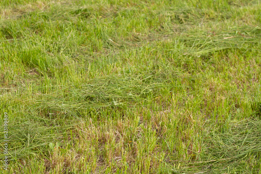Mown meadow with green grass in summer, hay harvesting Mown meadow with green grass in summer, hay harvesting