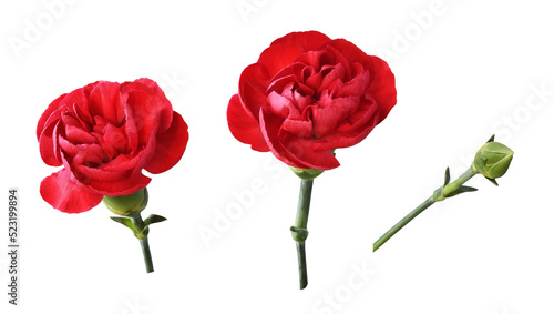 Set of red carnation flower...