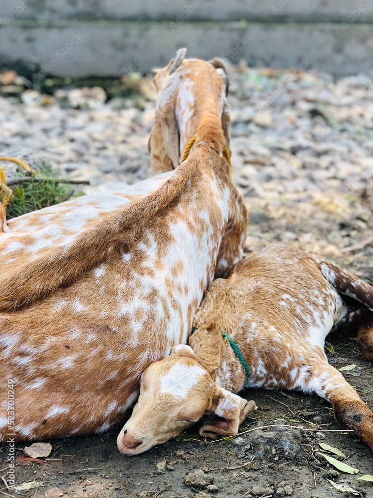 Goat and her baby Goat and her baby