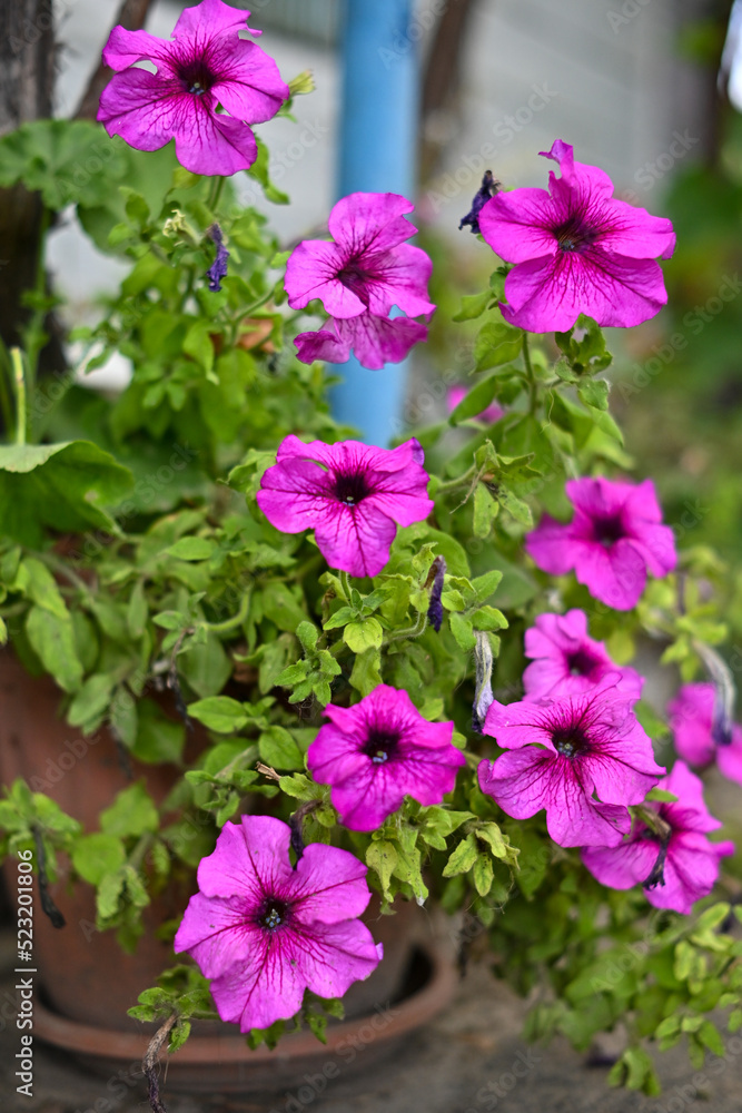 pink flowers in a garden pink flowers in a garden