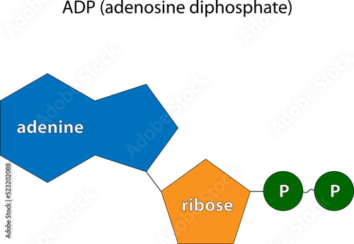 Adenosine diphosphate (ADP), adenosine pyrophosphate (APP) photo