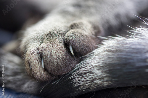 Cat Paw