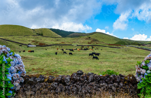 Paisagem típica da Ilha Terceira nos Açores com touros bravos nas pastagens. photo