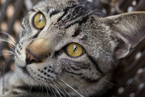 Cat Portrait