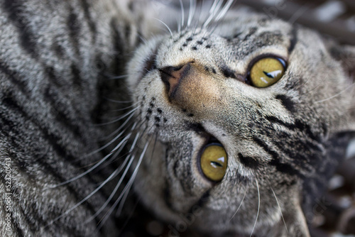 Cat Portrait