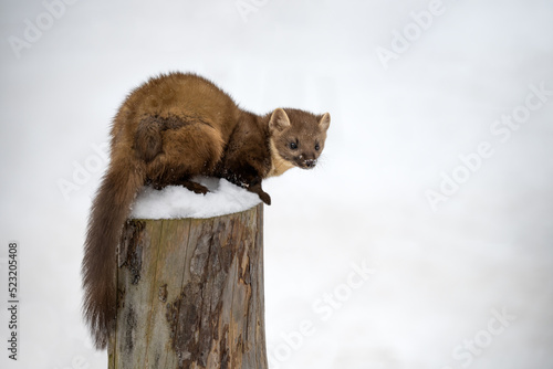 Forest marten playing on white snow. photo