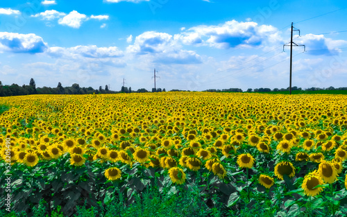 A blooming field of sunflowers against a blue summer sky.