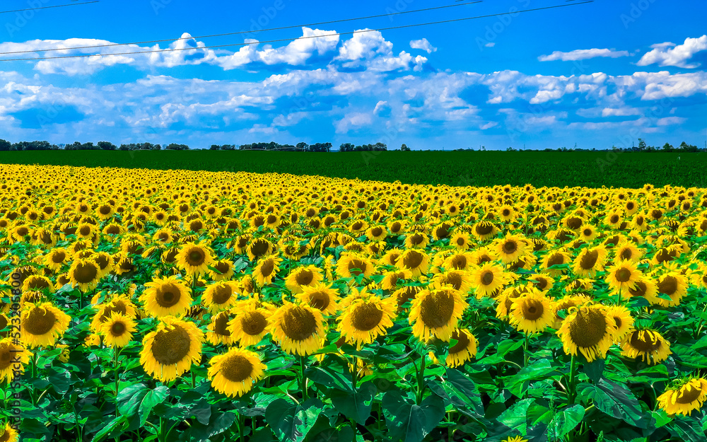 Obraz premium A blooming field of sunflowers against a blue summer sky.