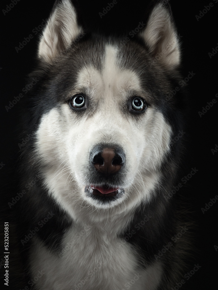Portrait of a husky on black background, studio shot Portrait of a husky on black background, studio shot
