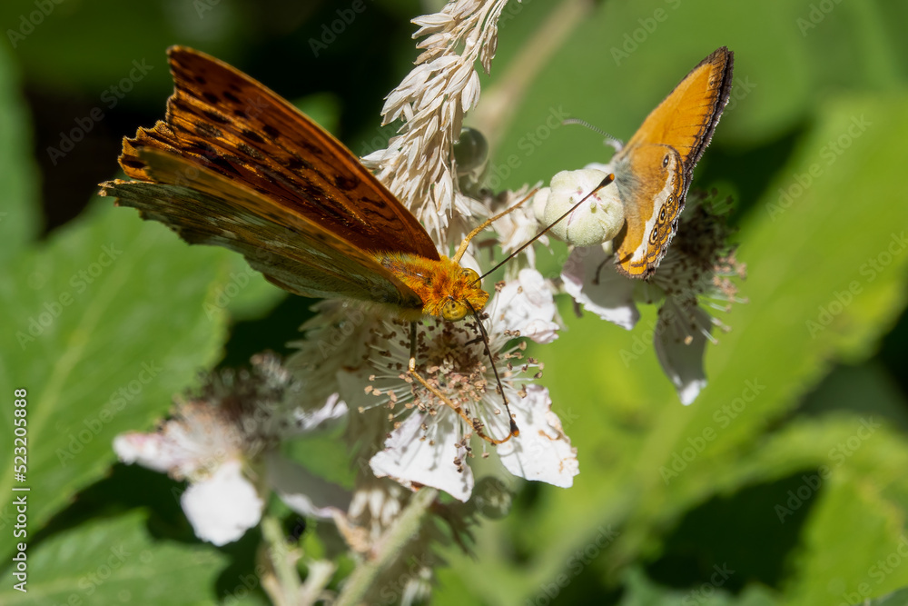detailed close-up of a silver-washed fritillary butterfly (Argynnis paphia) detailed close-up of a silver-washed fritillary butterfly (Argynnis paphia)