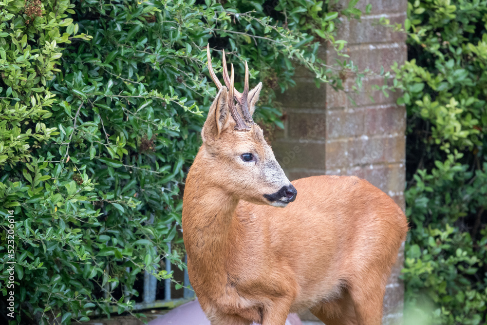 detailed close-up head shot of a wild roe deer buck (Capreolus capreolus) detailed close-up head shot of a wild roe deer buck (Capreolus capreolus)