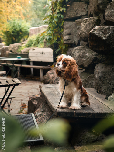 Photo A puppy of spaniel cavalier king Charles sits in the park