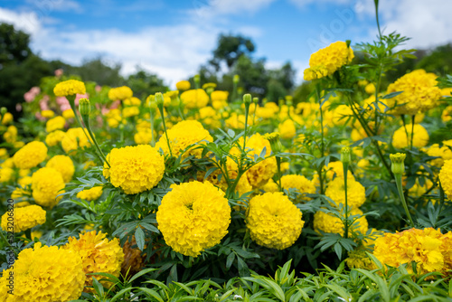 Beautiful blossom tagetes erecta or marigold at field against blue sky.