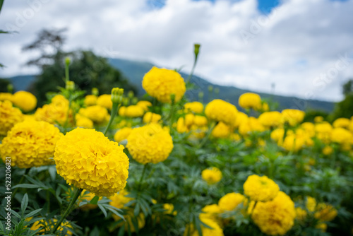 Beautiful blossom tagetes erecta or marigold at field against blue sky.